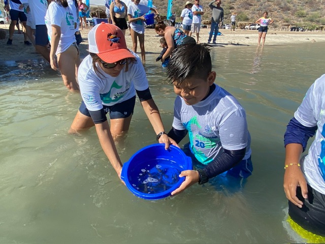 Liberan 35 mil crías de Totoaba en Mulegé