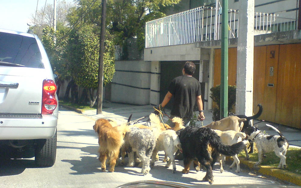 Capturan al señor de los perros por homicidio