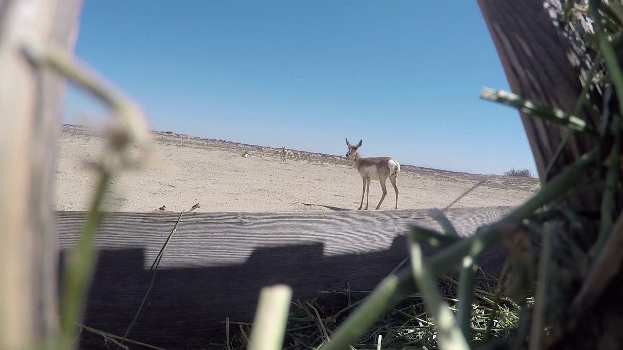 El segundo animal más rápido del mundo